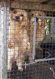 Dogs in cage at puppy mill