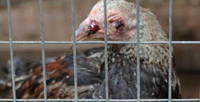 Injured bird at a cockfighting operation