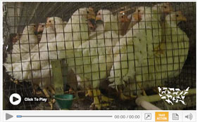How the Egg Industry Should Respond to Our Investigation