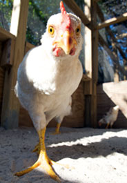 Chicken at the Wildlife Care Center, one of five HSUS animal care centers