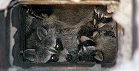 Humane Wildlife Services humanely removed this raccoon mother and her babies from a chimney flue