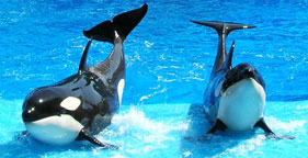 SeaWorld Citation More Evidence Against Captive Orcas
