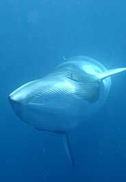 Proposed Whaling Compromise No Deal for Whales