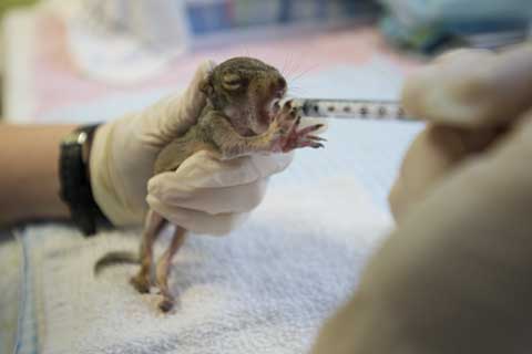 Baby squirrel at SPCA Wildlife Care Center