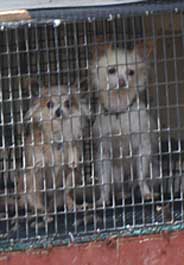 Dogs in wire cage at Missouri puppy mill