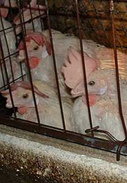 Egg Industry Scrambles the Truth on Salmonella and Cages