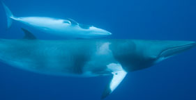 While Australia Leads for Whales, U.S. Lags