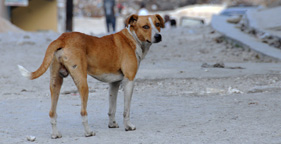 Standing Up for Street Dogs in Baghdad and Beyond