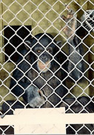 Chimps Should Be Sent to Retirement, Not More Research