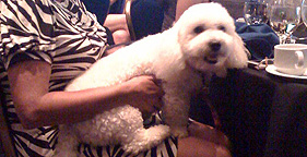 Rep. Nick Rahall's dog Billie Sue at Taking Action for Animals banquet dinner