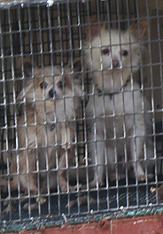 Dogs in a Missouri puppy mill