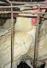 Caged hen at an Iowa egg factory farm