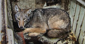 After Long Chase, Florida Bans Cruel Fox and Coyote Pens
