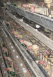 Egg-laying hens confined in battery cages at Iowa egg factory farm