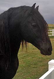 Friesian horse at Louis Dorfman's ranch
