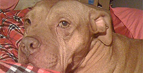 Trey, one of 200 dogs rescued from a suspected dogfighting operation in Ohio