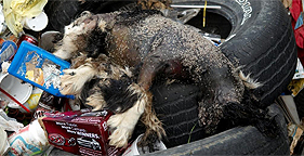 September 2009 raid revealed this dead dog on a pile of trash at a Rolla, Mo. puppy mill