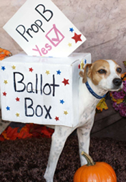Dog supports Missouri's YES! on Prop B campaign