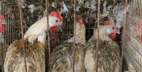 Country’s Clucking About Cruelty of Cage Confinement, Food Safety Risks