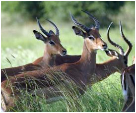 Herd of impalas grazes at SanWild