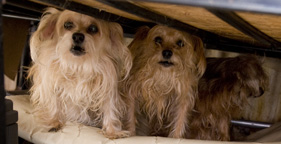 Two of the 80 dogs rescued from a hoarding situation
