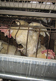 HSUS Investigation reveals appalling animal abuse at egg factory farms