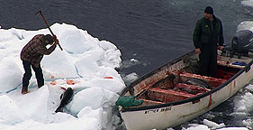 A seal is killed on day one of Canada's 2010 commercial seal slaughter