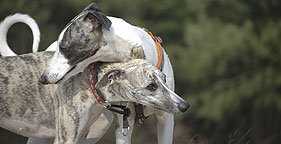 Hunting Coyotes with Greyhounds: A Cruel Blood Sport