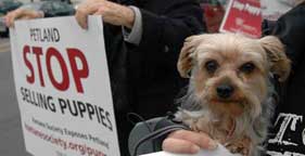 Dog and advocates at Petland rally