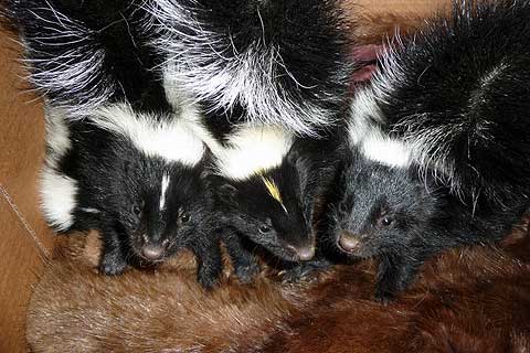 Baby skunks at Fund for Animals Wildlife Center