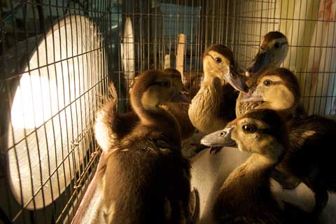 Ducklings at SPCA Wildlife Care Center