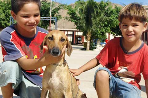 Two young boys and dog at free spay/neuter clinic hosted by Grupo Caridad in Mancora, Peru