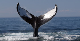 Pro-Whaling Proposal Fails, But Whales Aren’t Safe Yet