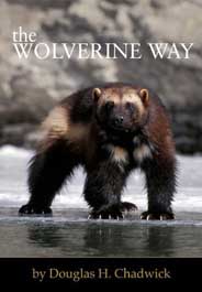 Tough but Threatened: Why Wolverines Need Protection