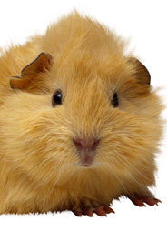 Replacing the “Guinea Pig”: Safer, Humane Chemical Tests