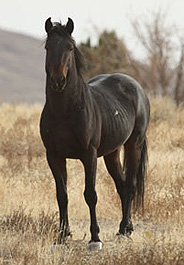Be Heard by BLM: Urge an End to Wild Horse Roundups