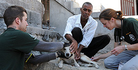 Chris Broughton leads Humane Society International's animal protection efforts in Haiti