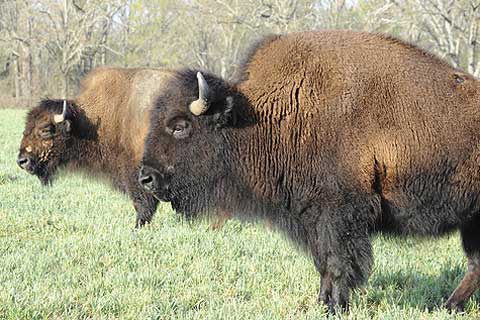 Bison at Cleveland Amory Black Beauty Ranch