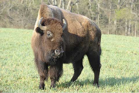 Bison at Cleveland Amory Black Beauty Ranch
