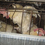 Egg-laying hen in battery cage at Iowa factory farm