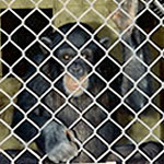 Chimpanzee at Alamogordo Primate Facility in New Mexico