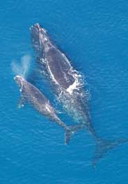 Doing the Right Thing for Whales