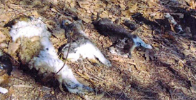 Evidence at the scene of this mass grave near Lebanon, Mo. suggested the dogs were connected with a local mill