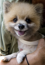 Rescued puppy mill dog