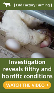 See video from an HSUS investigation of Cal-Maine, the largest egg producer in the United States