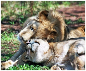 Rescued lions play at SanWild