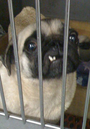 Pug rescued from puppy mill in Indiana