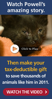 See Powell the Kitten’s Survival Story (Plus, President Signs Crush Video Bill!)
