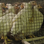 Hens in battery cage at Rose Acre Farms facility