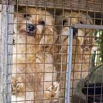 Dogs rescued from puppy mill by The HSUS